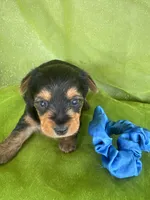 SAMPSON, a male Yorkshire Terrier for sale in Palos Heights, IL – 2 of 10