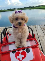 HIKER, a male Maltipoo for sale in Palos Heights, IL – 3 of 10