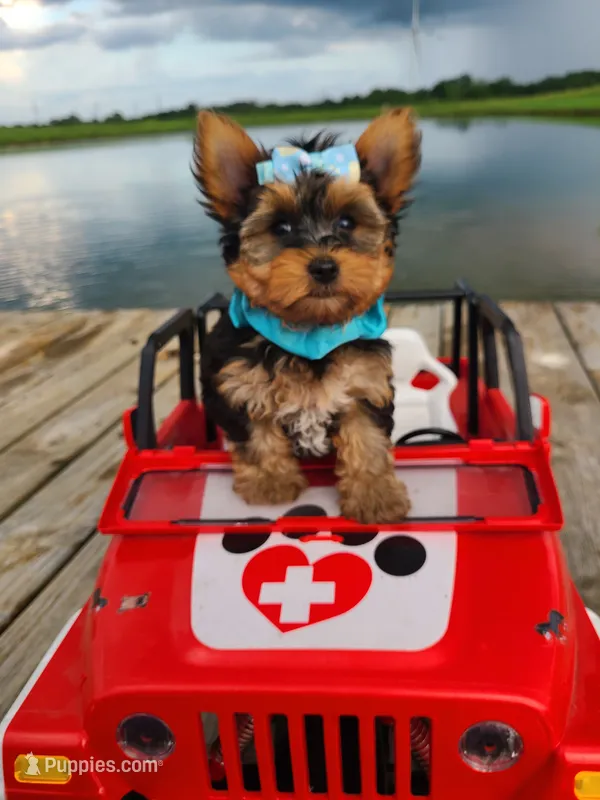 SHARKY – Yorkshire Terrier puppy for sale in Palos Heights, IL