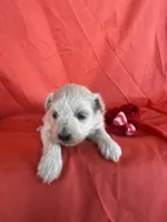 HARPS, a male Maltipoo for sale in Palos Heights, IL – 2 of 10