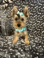 SPECKS, a male Yorkshire Terrier for sale in Palos Heights, IL – 6 of 10