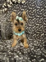 SPECKS, a male Yorkshire Terrier for sale in Palos Heights, IL – 5 of 10
