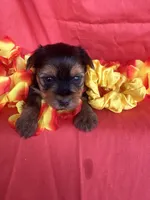 SHIRLEY, a female Yorkshire Terrier for sale in Palos Heights, IL – 2 of 10