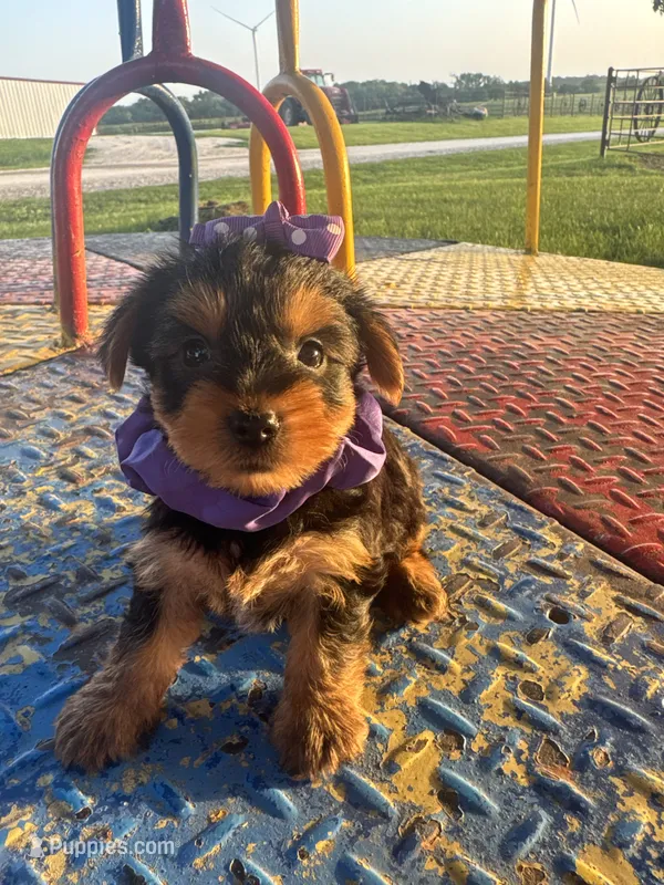 SPECKS – Yorkshire Terrier puppy for sale in Palos Heights, IL