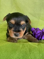 SPECKS, a male Yorkshire Terrier for sale in Palos Heights, IL – 3 of 10