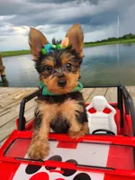 SAMPSON, a male Yorkshire Terrier for sale in Palos Heights, IL – 3 of 10