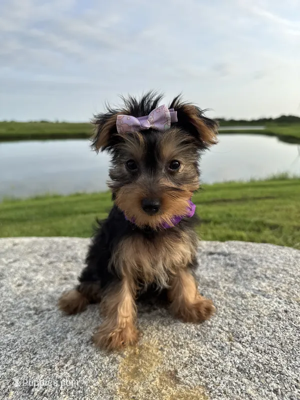 SPECKS – Yorkshire Terrier puppy for sale in Palos Heights, IL
