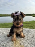 SPECKS, a male Yorkshire Terrier for sale in Palos Heights, IL – 1 of 10