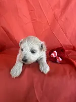 HARPS, a male Maltipoo for sale in Palos Heights, IL – 9 of 10