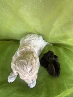 HARRIS , a male Maltipoo for sale in Palos Heights, IL – 7 of 10