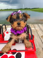 SPECKS, a male Yorkshire Terrier for sale in Palos Heights, IL – 5 of 10