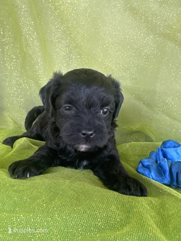 HUMMER – Maltipoo puppy for sale in Palos Heights, IL