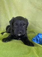 HUMMER, a male Maltipoo for sale in Palos Heights, IL – 1 of 10
