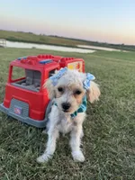 HIKER, a male Maltipoo for sale in Palos Heights, IL – 3 of 10