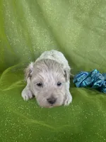 HUBS, a male Maltipoo for sale in Palos Heights, IL – 3 of 10