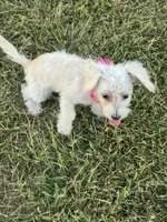 HATCHES, a female Maltipoo for sale in Palos Heights, IL – 3 of 10