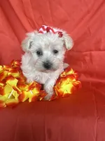 HATCHES, a female Maltipoo for sale in Palos Heights, IL – 4 of 10