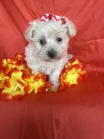 HATCHES, a female Maltipoo for sale in Palos Heights, IL – 5 of 10
