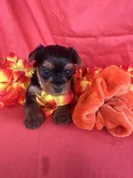 SHELBY, a female Yorkshire Terrier for sale in Palos Heights, IL – 3 of 10