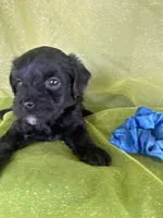 HUMMER, a male Maltipoo for sale in Palos Heights, IL – 3 of 10