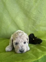 HARRIS , a male Maltipoo for sale in Palos Heights, IL – 4 of 10