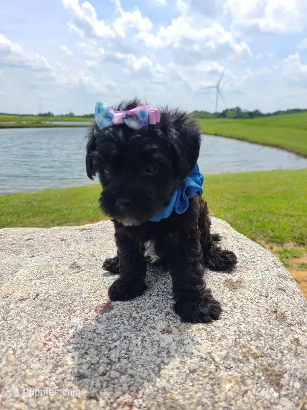 HUMMER – Maltipoo puppy for sale in Palos Heights, IL