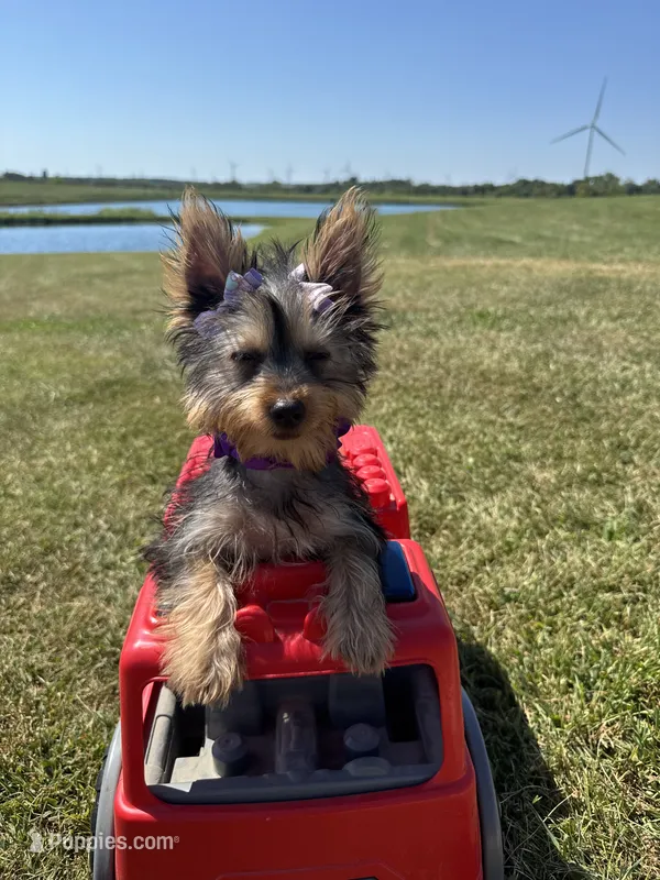SPECKS – Yorkshire Terrier puppy for sale in Palos Heights, IL