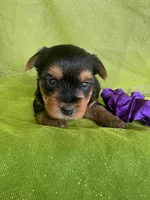 SPECKS, a male Yorkshire Terrier for sale in Palos Heights, IL – 7 of 10