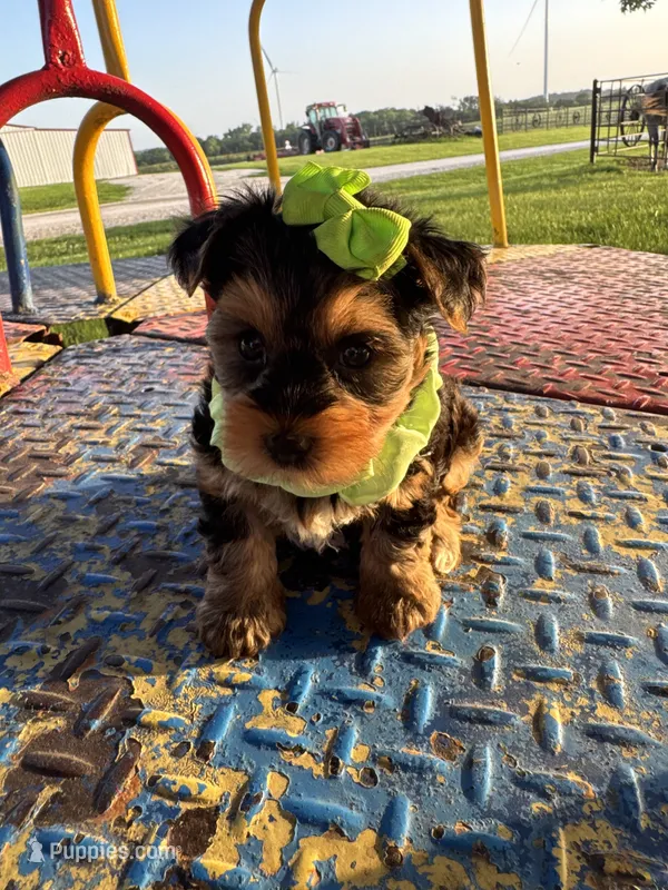 SHARKY – Yorkshire Terrier puppy for sale in Palos Heights, IL