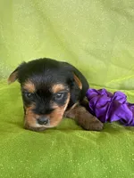 SPECKS, a male Yorkshire Terrier for sale in Palos Heights, IL – 2 of 10