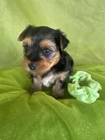 SHARKY, a male Yorkshire Terrier for sale in Palos Heights, IL – 8 of 10