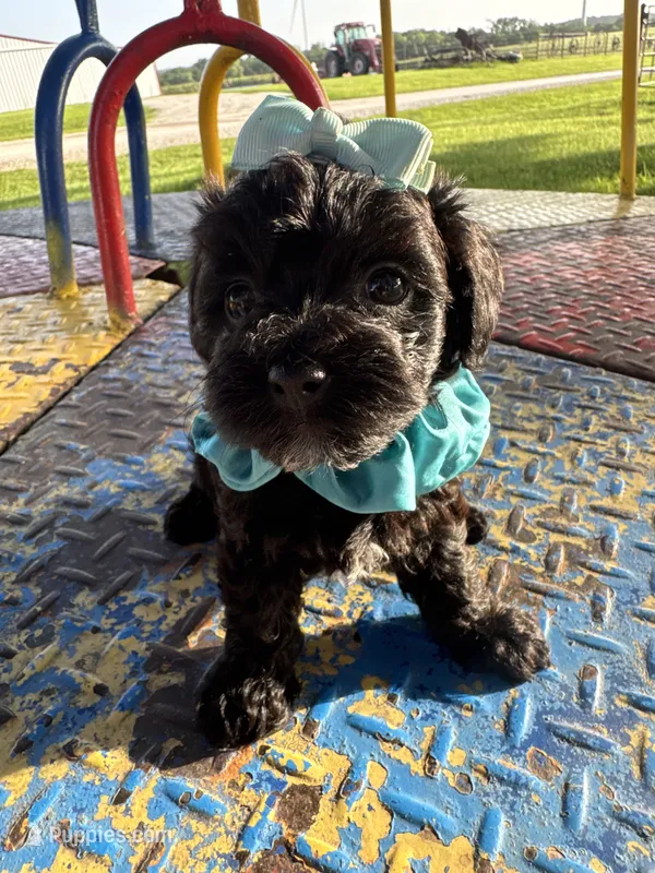 HUMMER – Maltipoo puppy for sale in Palos Heights, IL
