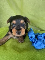 SAMPSON, a male Yorkshire Terrier for sale in Palos Heights, IL – 6 of 10