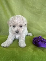 HIKER, a male Maltipoo for sale in Palos Heights, IL – 5 of 10