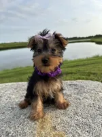 SPECKS, a male Yorkshire Terrier for sale in Palos Heights, IL – 6 of 10