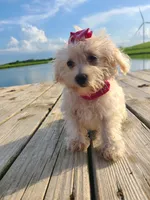 HATCHES, a female Maltipoo for sale in Palos Heights, IL – 2 of 10