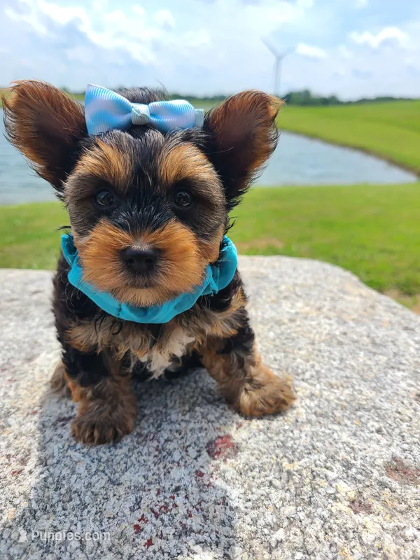 SHARKY – Yorkshire Terrier puppy for sale in Palos Heights, IL