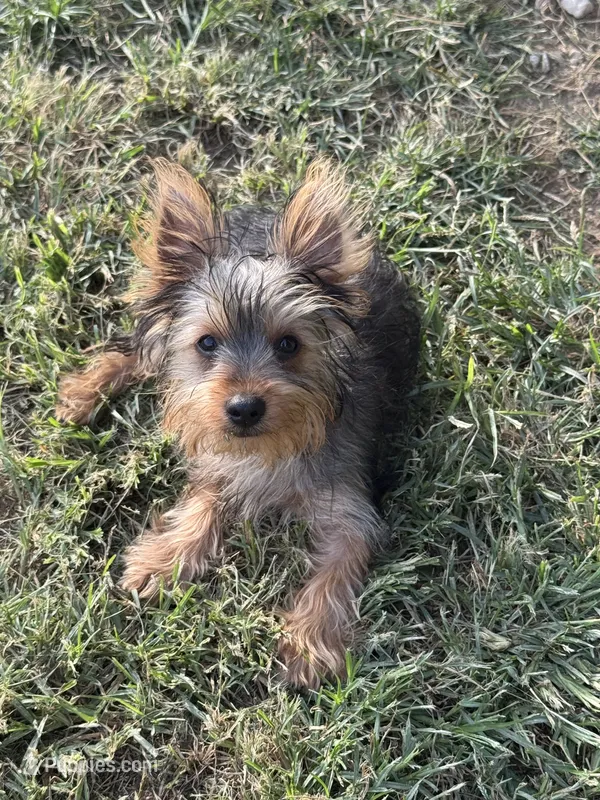 SPECKS – Yorkshire Terrier puppy for sale in Palos Heights, IL