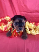SHIRLEY, a female Yorkshire Terrier for sale in Palos Heights, IL – 9 of 10