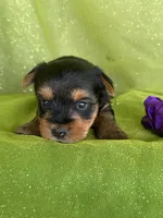 SPECKS, a male Yorkshire Terrier for sale in Palos Heights, IL – 4 of 10