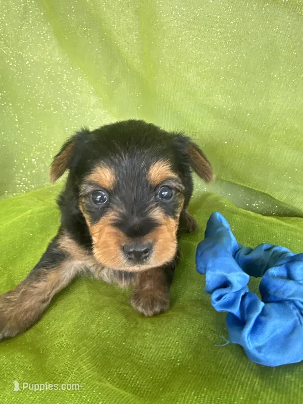 SAMPSON – Yorkshire Terrier puppy for sale in Palos Heights, IL