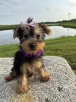SPECKS, a male Yorkshire Terrier for sale in Palos Heights, IL – 8 of 10