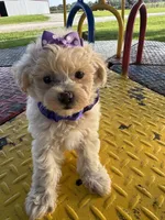 HICKORY, a male Maltipoo for sale in Palos Heights, IL – 2 of 10