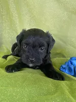HUMMER, a male Maltipoo for sale in Palos Heights, IL – 4 of 10