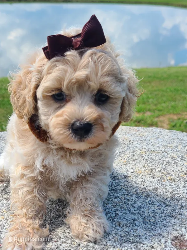 HUBS – Maltipoo puppy for sale in Palos Heights, IL