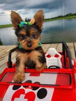 SAMPSON, a male Yorkshire Terrier for sale in Palos Heights, IL – 10 of 10