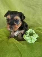 SHARKY, a male Yorkshire Terrier for sale in Palos Heights, IL – 9 of 10