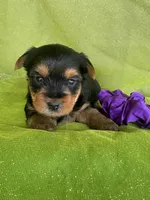 SPECKS, a male Yorkshire Terrier for sale in Palos Heights, IL – 10 of 10