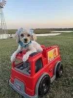HIKER, a male Maltipoo for sale in Palos Heights, IL – 5 of 10