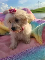 HATCHES, a female Maltipoo for sale in Palos Heights, IL – 7 of 10